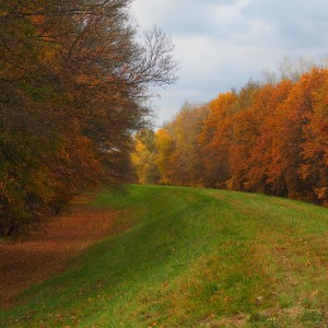 autumn path